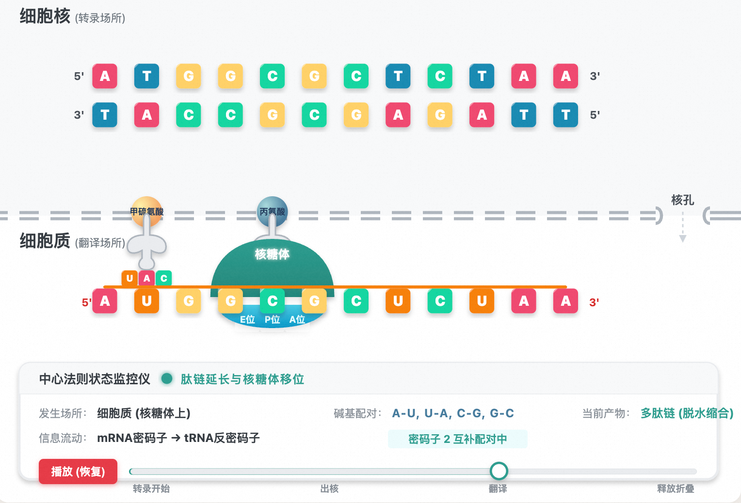 遗传信息的转录和翻译
