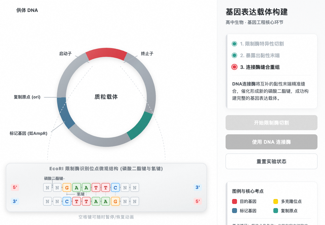 基因工程 - 基因表达载体的构建