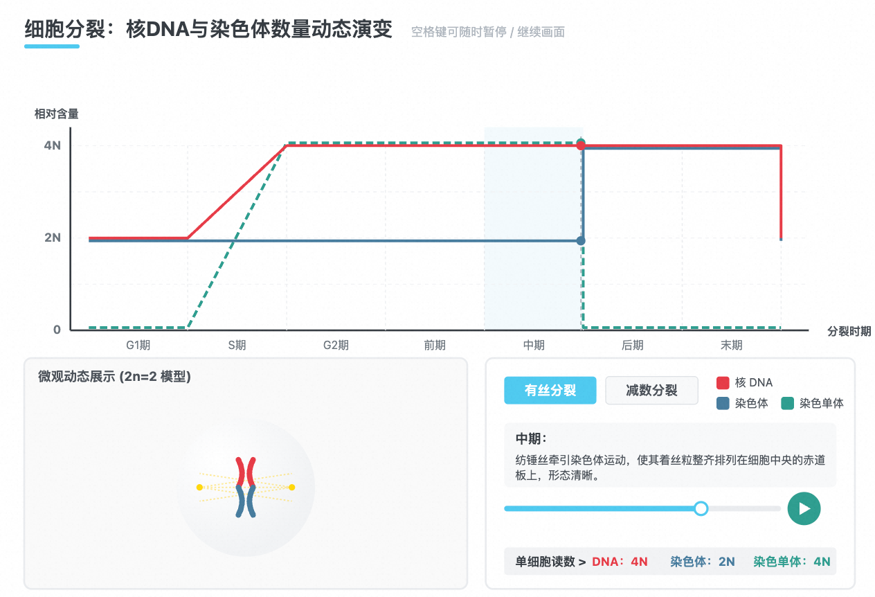 细胞分裂：核DNA与染色体数量动态演变