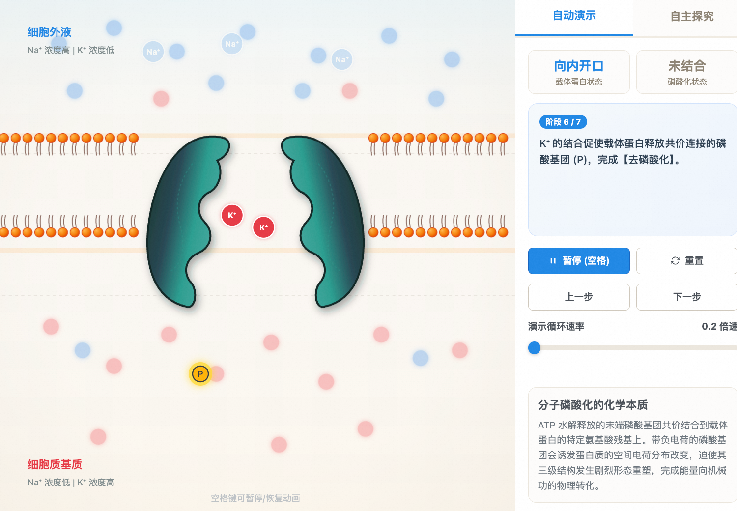 载体蛋白磷酸化与主动运输