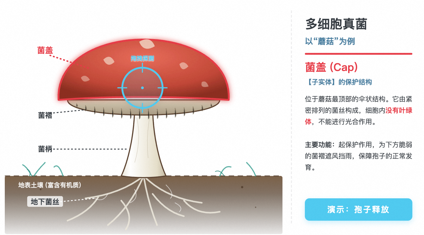 多细胞真菌结构（蘑菇）