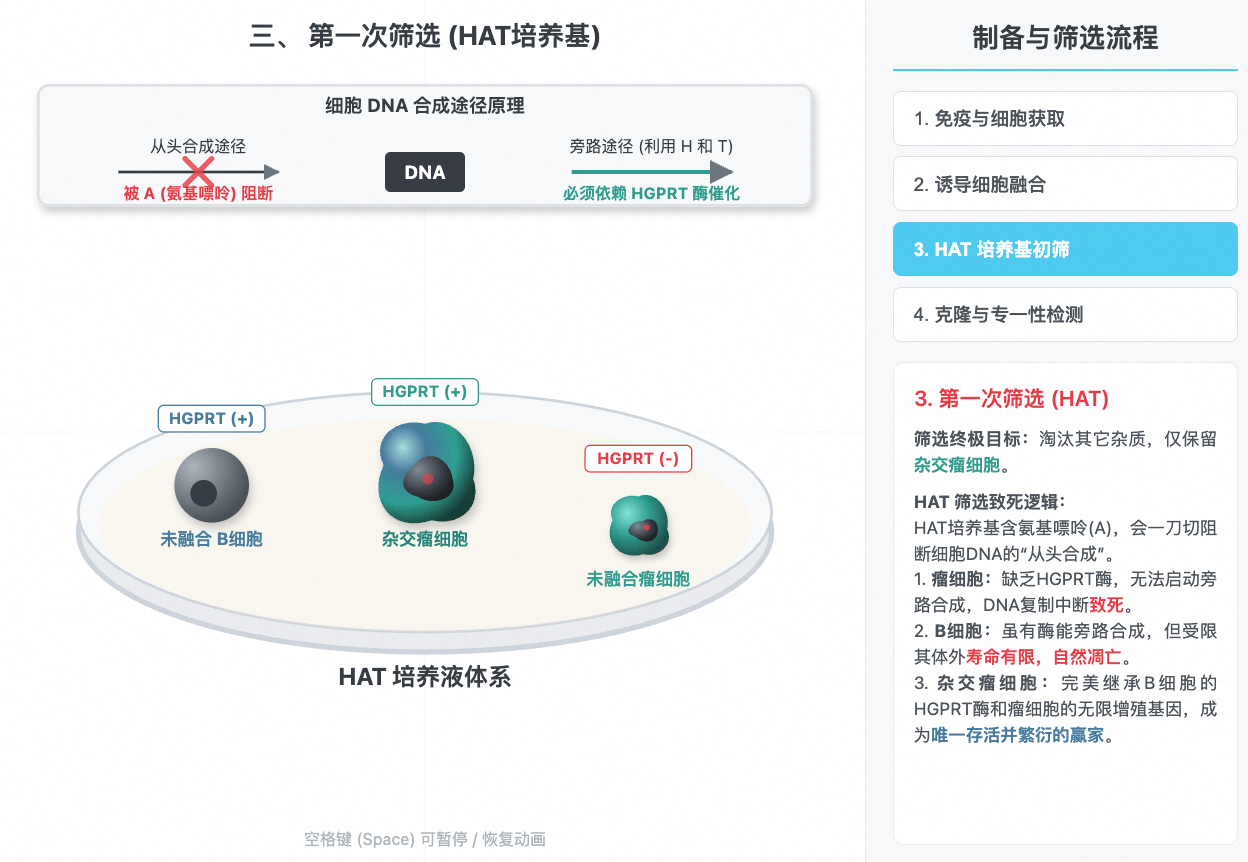 单克隆抗体制备与筛选过程