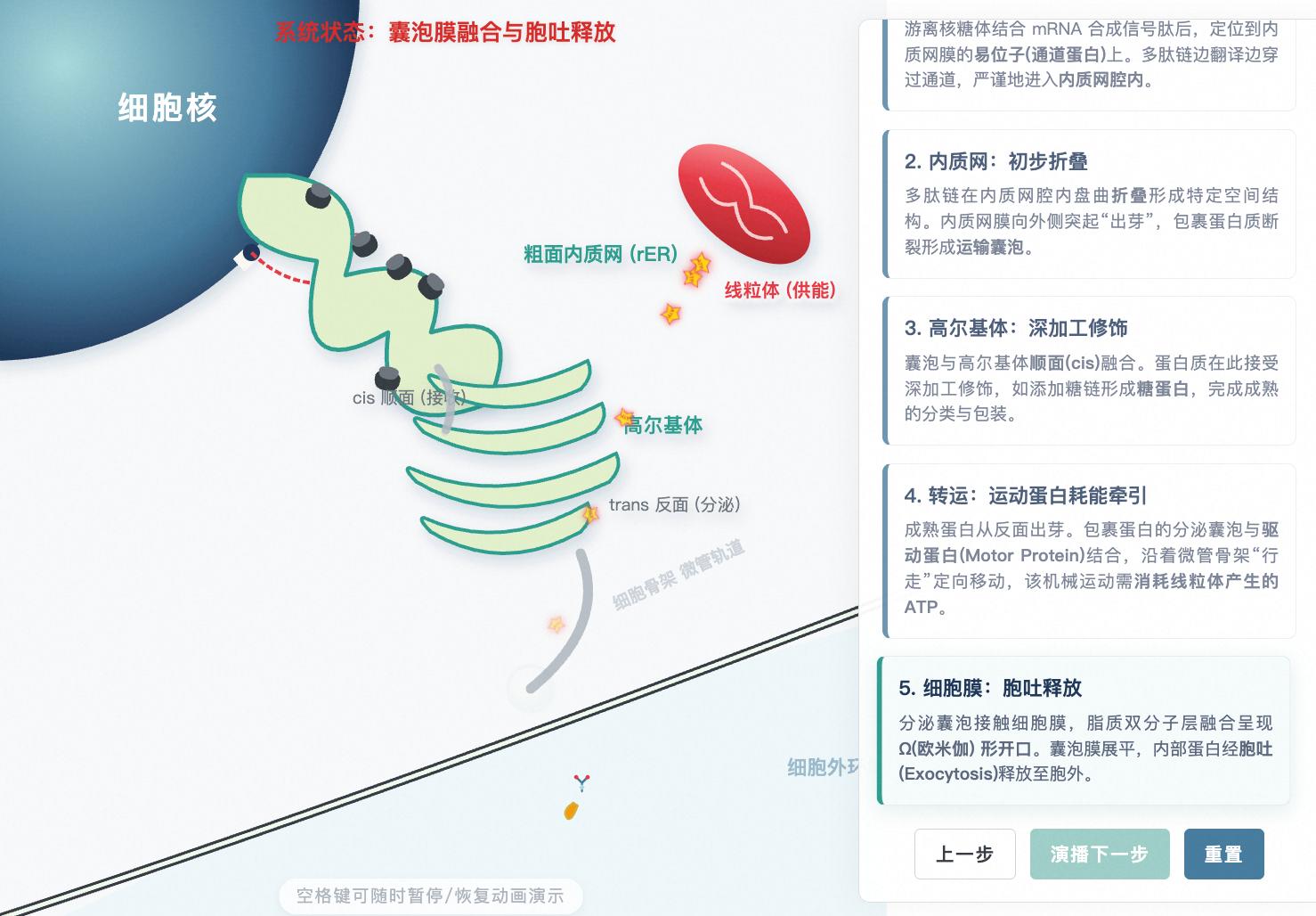 分泌蛋白合成与运输三维路径