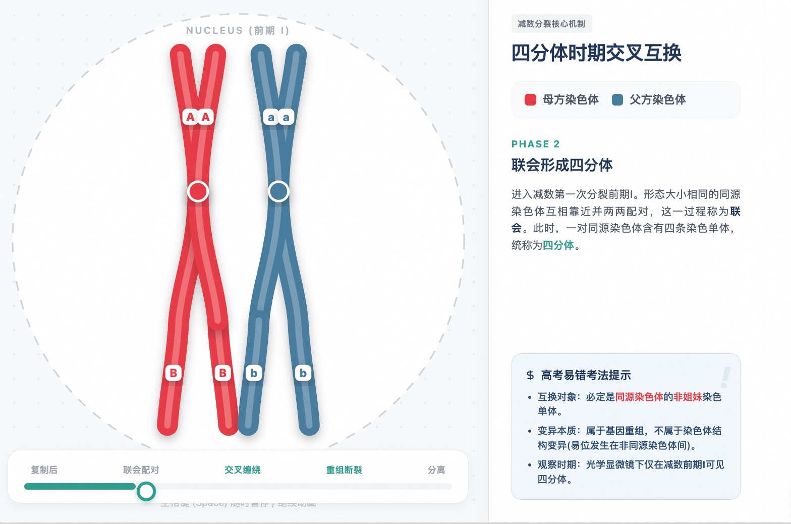 减数分裂四分体时期交叉互换微观机理