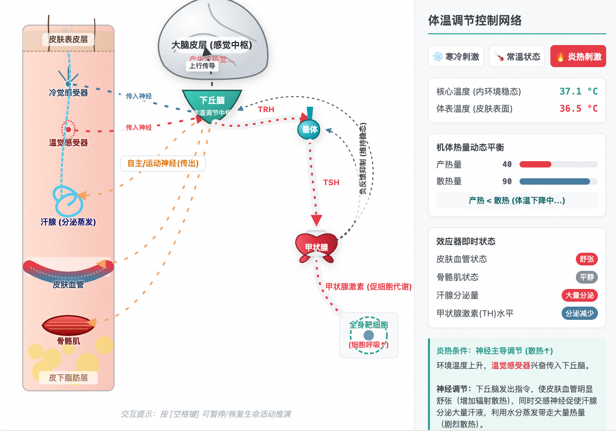 体温调节：神经与体液双重控制网络