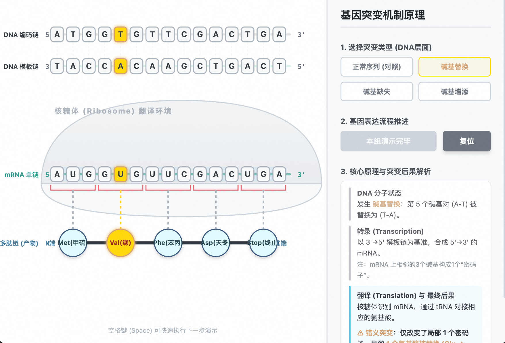 基因突变机制：碱基替换、增添与缺失