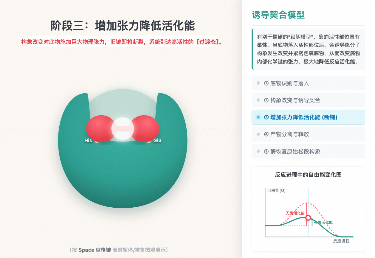 酶促反应：诱导契合微观机理