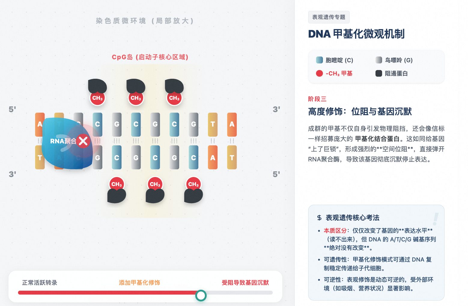 观遗传：DNA甲基化微观修饰机理