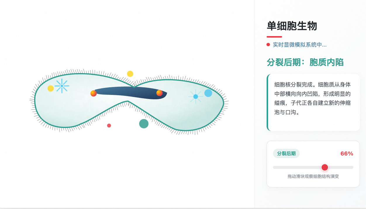 单细胞草履虫结构（带分裂）