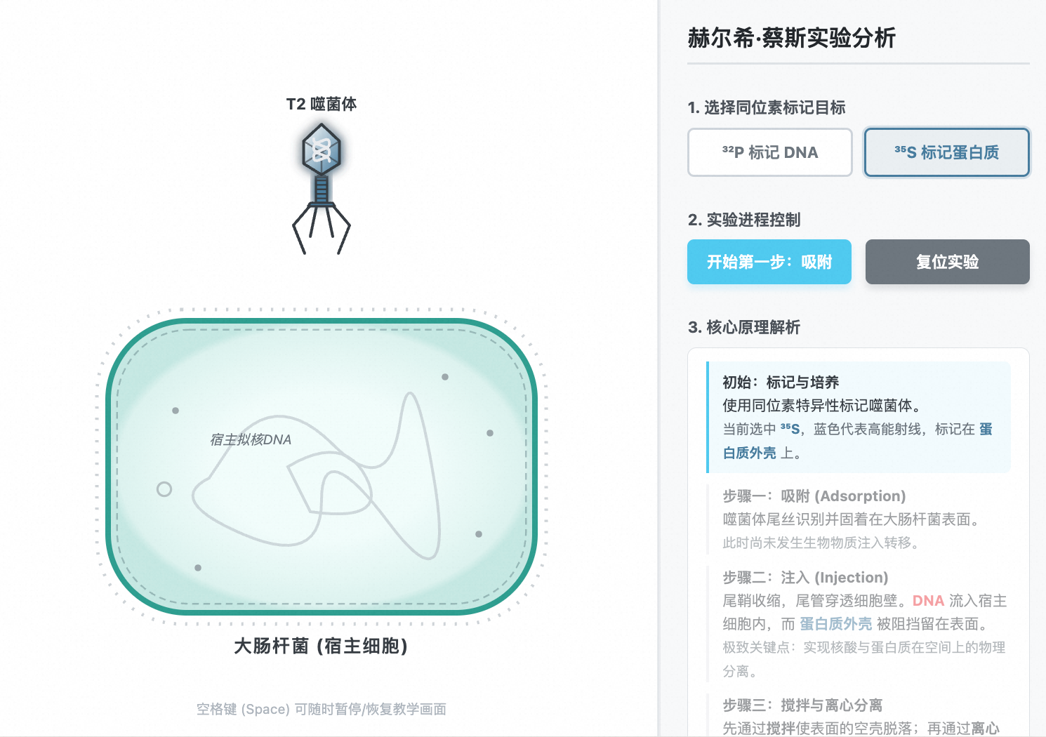 噬菌体侵染细菌实验 - 同位素示踪