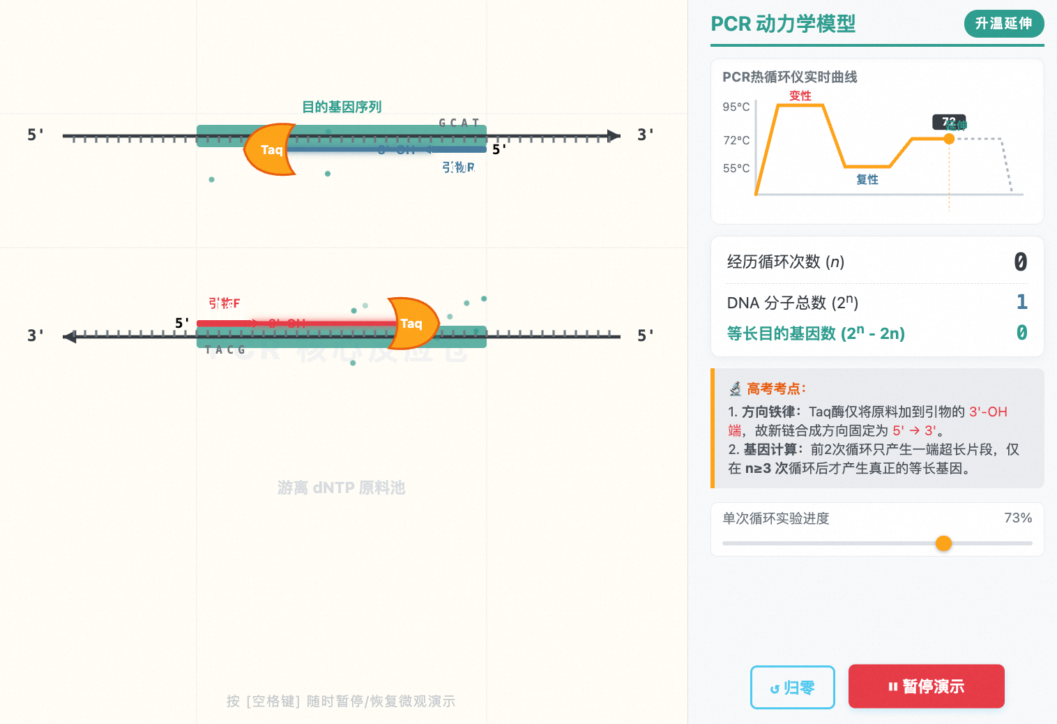 PCR扩增技术原理与微观动态模型
