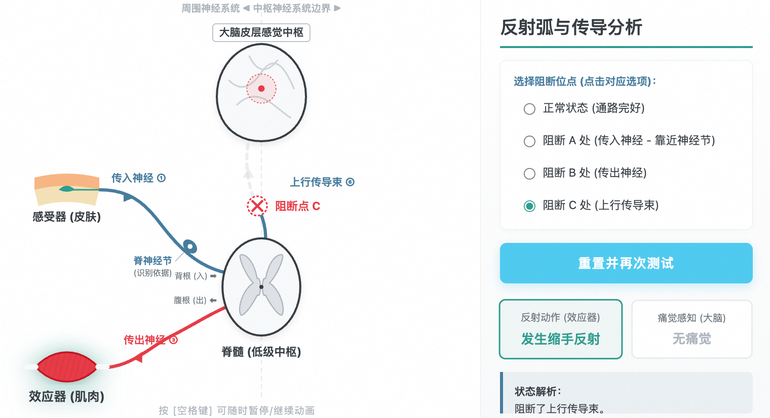 反射弧与高级神经中枢传导分析（切断节点例题）